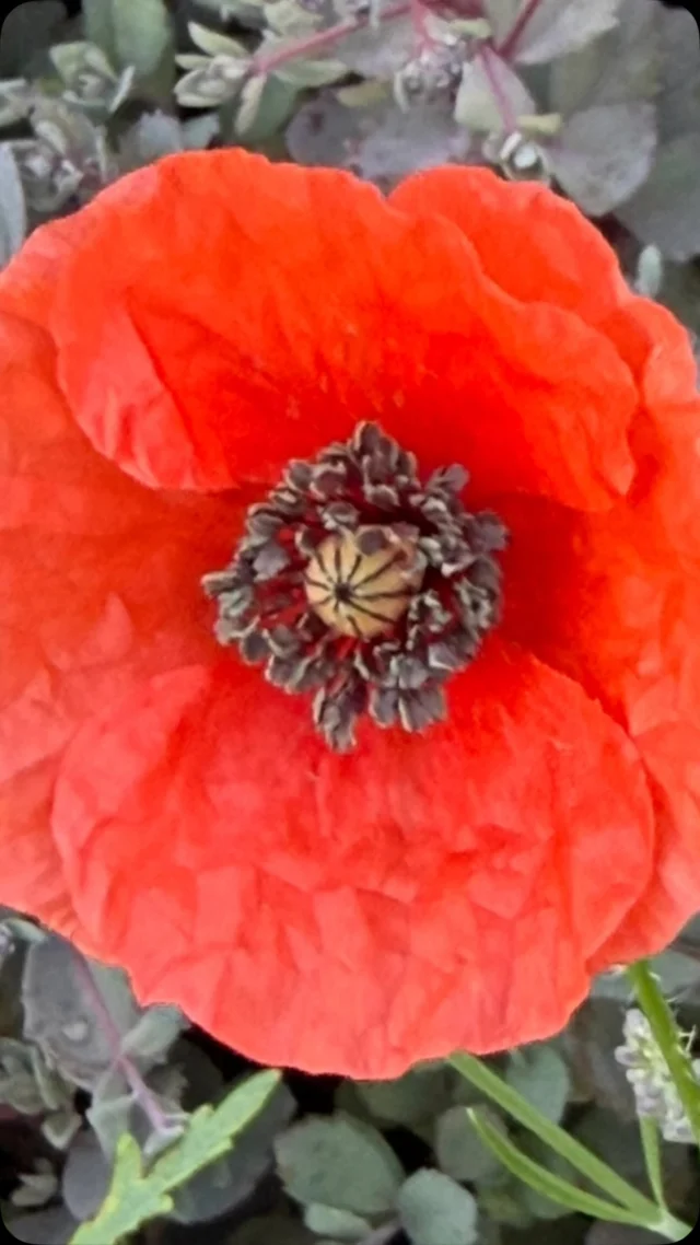 “Observe the wonders as they occur around you. Don’t claim them. Feel the artistry moving through and be silent.” ~ Rumi.  It is the season of poppies, and each morning the wonders occur all around us.  There is nothing to do but step outside and marvel.